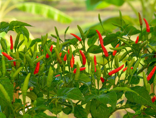 Fototapeta premium Growing red hot chili peppers
