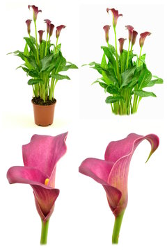 Fototapeta zantedeschia