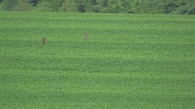 Rehe im Fr&uuml;hling