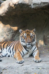 Tiger at Dusit Zoo in Bangkok., THAILAND.
