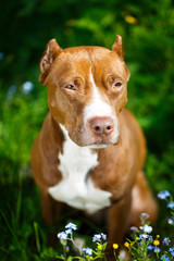 American Pit Bull Terrier