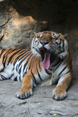 Tiger at Dusit Zoo in Bangkok., THAILAND.

