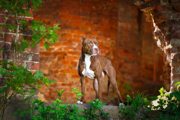 American Pit Bull Terrier