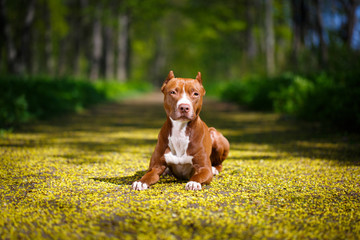American Pit Bull Terrier
