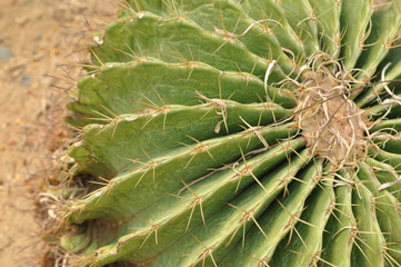 Naklejka na ściany i meble cactus / a cactus plant at desert in africa 