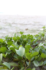 Beach Morning Glory with white sand backgound.