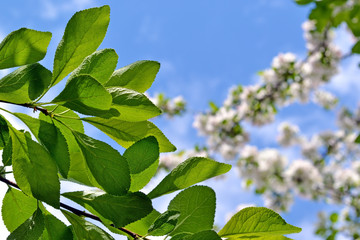  Image of green leaves with flowers on blue sky background