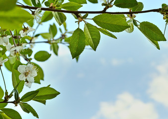 Background of flowers and leaves of cherry against the sky 