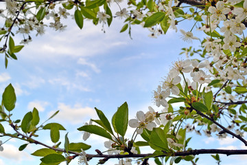 Background of flowers and leaves of cherry against the sky 