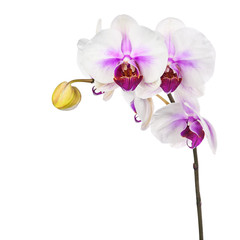 Blooming twig of white purple orchid isolated on white backgroun