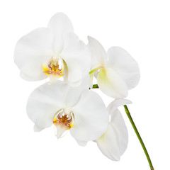 Naklejka na ściany i meble Flowers orchids isolated on white background.