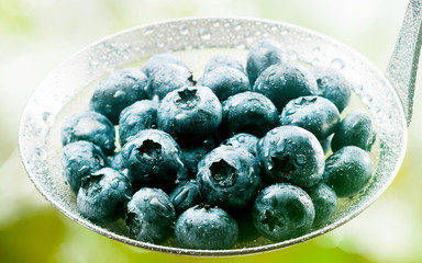 Ladle full of freshly harvested blueberries