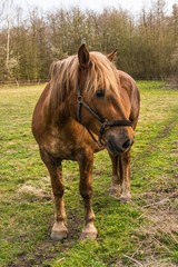 Brown horse stands on green grass