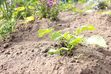 junge kartoffel pflanze acker garten 