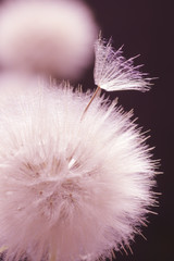 Dandelions close-up on dark