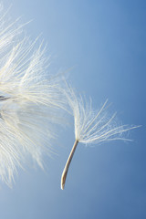 Close-up of dandelions seed
