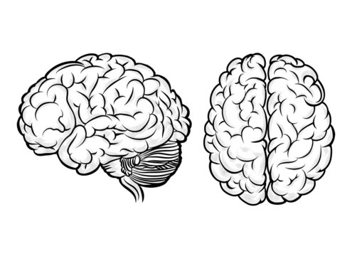 Vector human brain