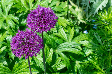 Purple, pompom head flower of the allium family.