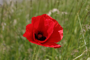 Obraz premium Beautiful red poppy in a field.
