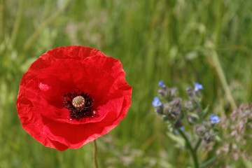 Beautiful red poppy in a field.