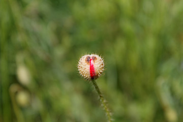 Beautifull unopend red poppy on a field.