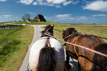 Pferdegespann auf einer Hallig