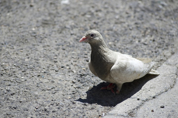 Pigeon