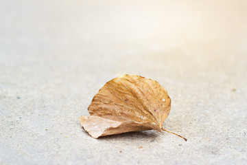 Dry leaf on street background.