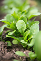 rucola