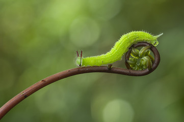 Green Caterpillar