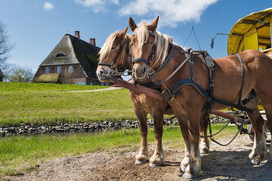 Pferdegespann auf einer Hallig