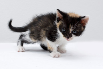 kitten