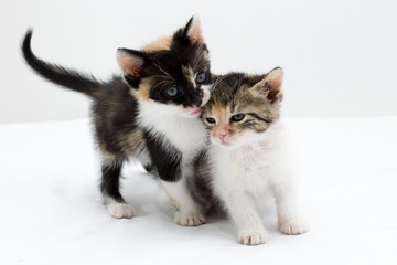 Fototapeta premium kittens