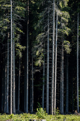 Fototapeta na wymiar Pine Tree Forest Cross Section.Straight Tree Trunks.
