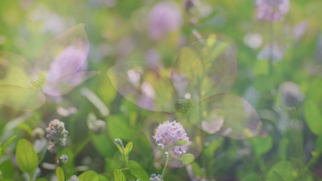 Montage of various flowers 