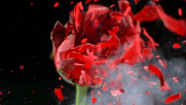 Flower frozen in liquid nitrogen explodes in slow motion