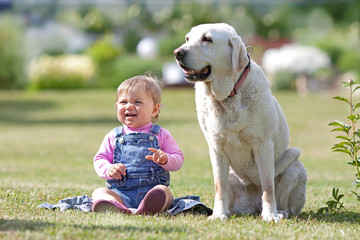 Labrador mit Kind im Garten