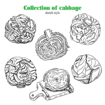Vector collection of cabbage in sketch style