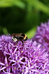 Hummel am Zierlauch