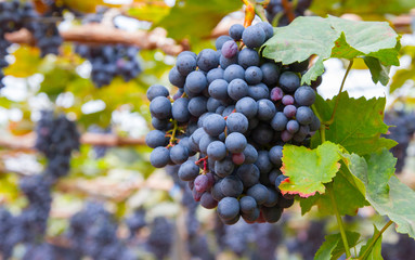 Grapes in vineyard