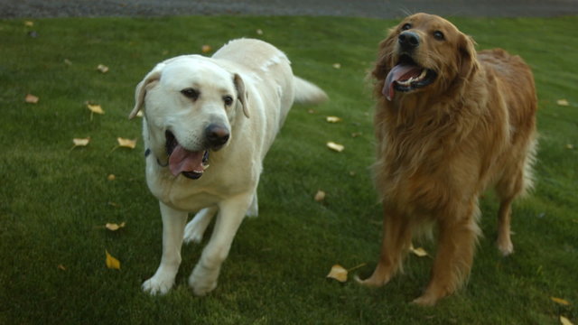 Two dog playing outdoors
