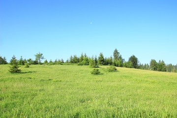Meadow on the mountain