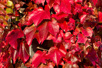 Schöne Herbstblätter