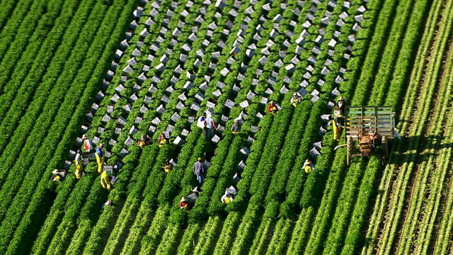 California, USA -  Aerial Shot Of Farm Workers Harvesting Vegetables At Farm