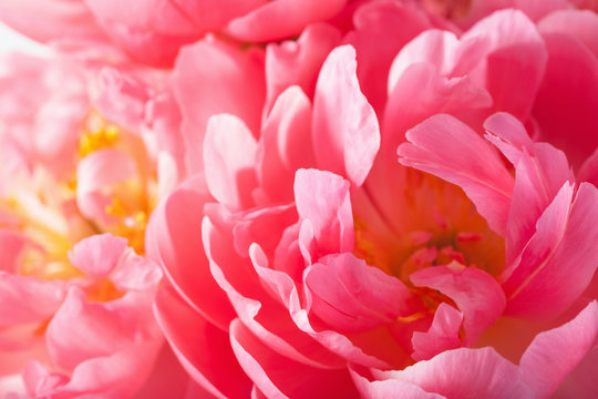 Fototapeta pink peony flower petals macro background