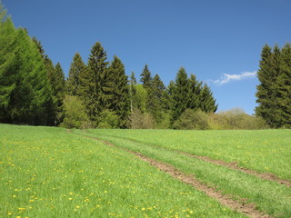Summer forrest nature