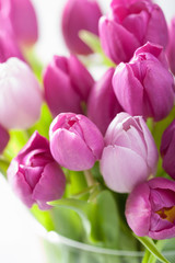 beautiful purple tulip flowers
