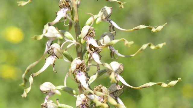 Bocks-Riemenzunge,Himantoglossum hircinum,Orchidee der Schw&auml;bischen Alb
