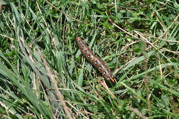 Colorful caterpillar in grass