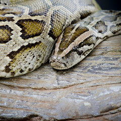 Close-up photo of burmese python (Python molurus bivittatus) iso